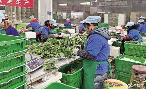 內地平價超市遭香港居民搶購，新鮮蔬菜零售何以成焦點？